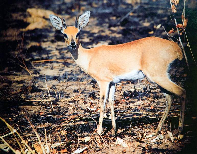 Male Steenbok - Matthew Clark.jpg
